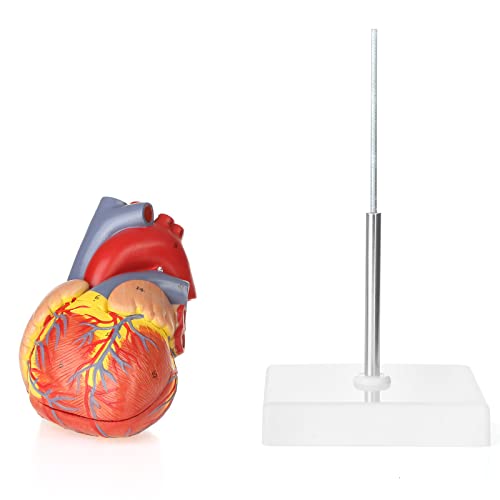 Merinden Human Heart Model, Life Size 2 Part Anatomically Accurate, 48 Structures, Removable Sections, Educational & Medical Demonstration 4