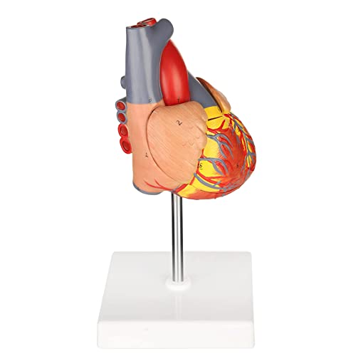 Merinden Human Heart Model, Life Size 2 Part Anatomically Accurate, 48 Structures, Removable Sections, Educational & Medical Demonstration 6