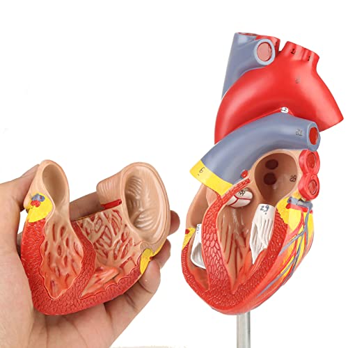 Merinden Human Heart Model, Life Size 2 Part Anatomically Accurate, 48 Structures, Removable Sections, Educational & Medical Demonstration 3