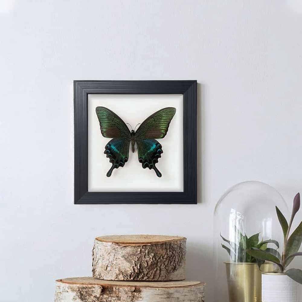 ITrixgan Taxidermy Framed Real Butterfly Taxidermy, Butterfly Specimen For Science Class Insect Lover, Gothic Home Decor Wall Decor, Taxidermia Goth Room Shelf Decor, Gothic Wall Art 4