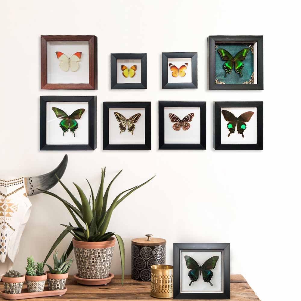 ITrixgan Taxidermy Framed Real Butterfly Taxidermy, Butterfly Specimen For Science Class Insect Lover, Gothic Home Decor Wall Decor, Taxidermia Goth Room Shelf Decor, Gothic Wall Art 5