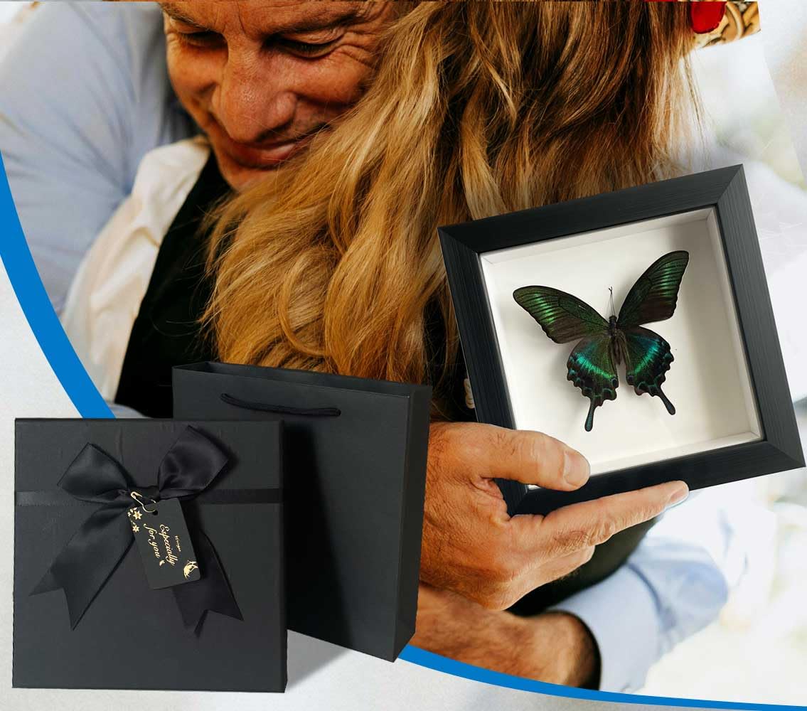 ITrixgan Taxidermy Framed Real Butterfly Taxidermy, Butterfly Specimen For Science Class Insect Lover, Gothic Home Decor Wall Decor, Taxidermia Goth Room Shelf Decor, Gothic Wall Art 6