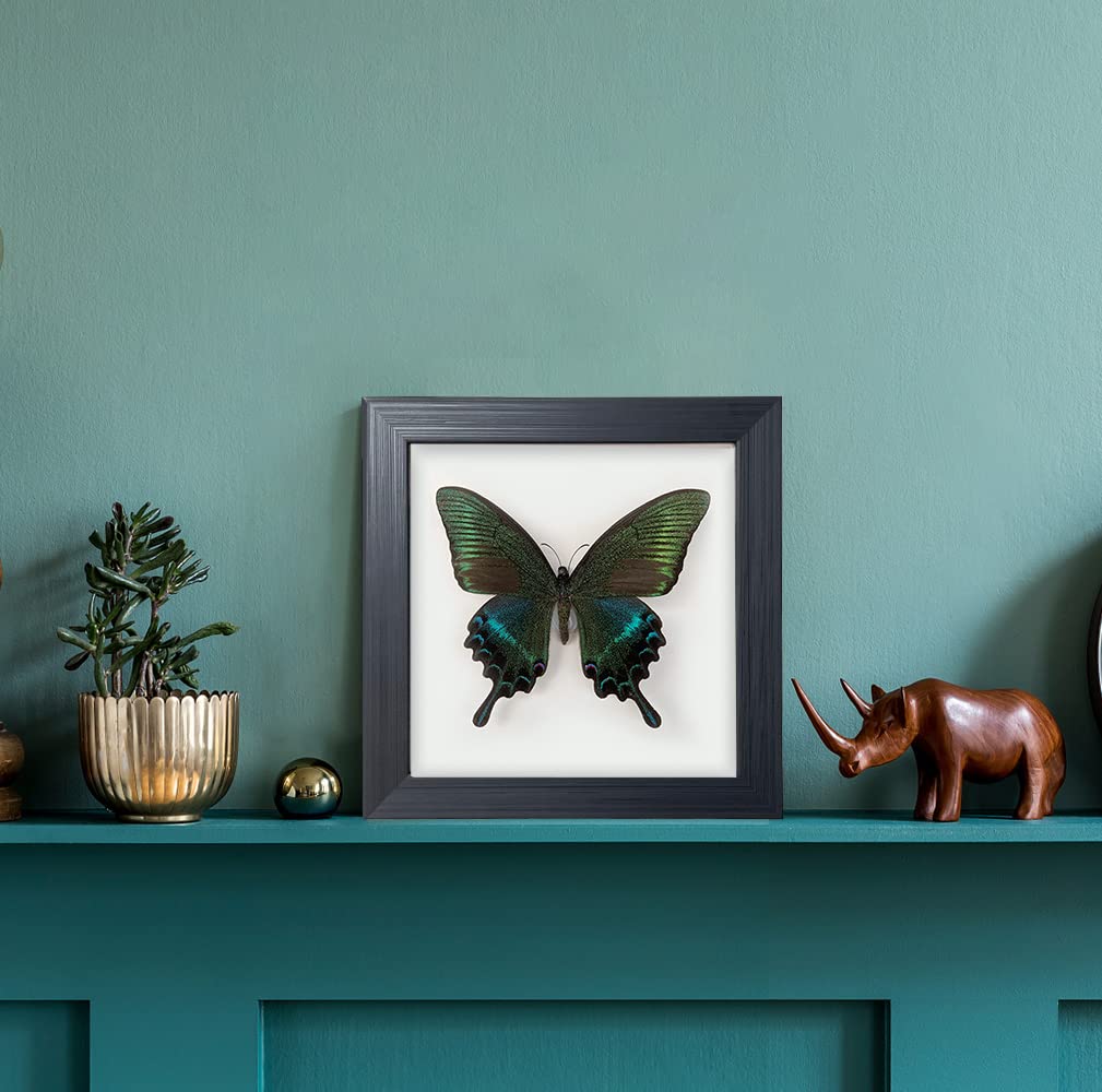 ITrixgan Taxidermy Framed Real Butterfly Taxidermy, Butterfly Specimen For Science Class Insect Lover, Gothic Home Decor Wall Decor, Taxidermia Goth Room Shelf Decor, Gothic Wall Art 2