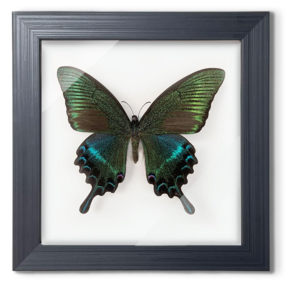ITrixgan Taxidermy Framed Real Butterfly Taxidermy, Butterfly Specimen For Science Class Insect Lover, Gothic Home Decor Wall Decor, Taxidermia Goth Room Shelf Decor, Gothic Wall Art 1