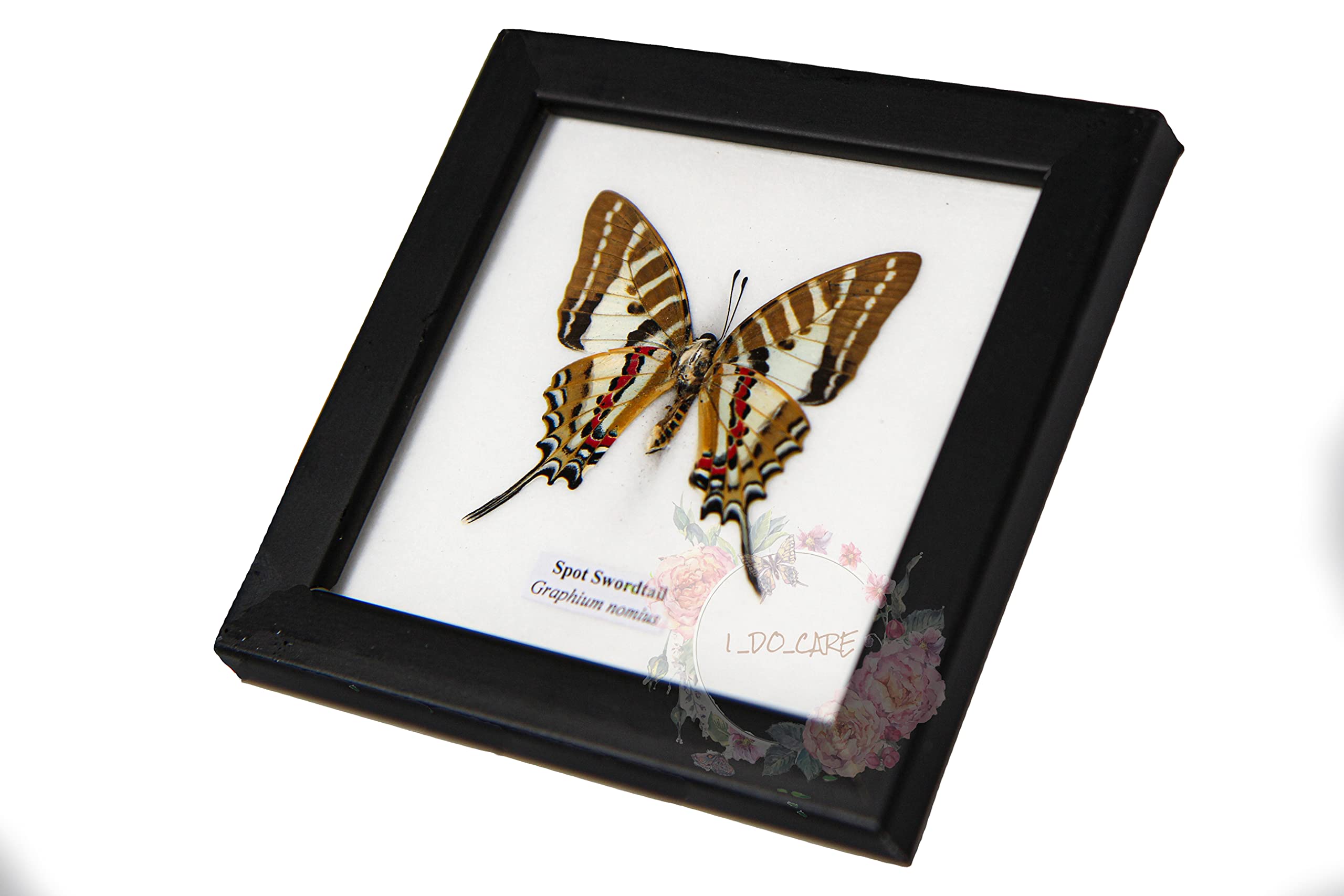 Uniques Addict Store collection mount storage figure figurine hanging Butterfly beetle Specimen Framed dissection insect preserved Insects Taxidermy Wood Frames. 4