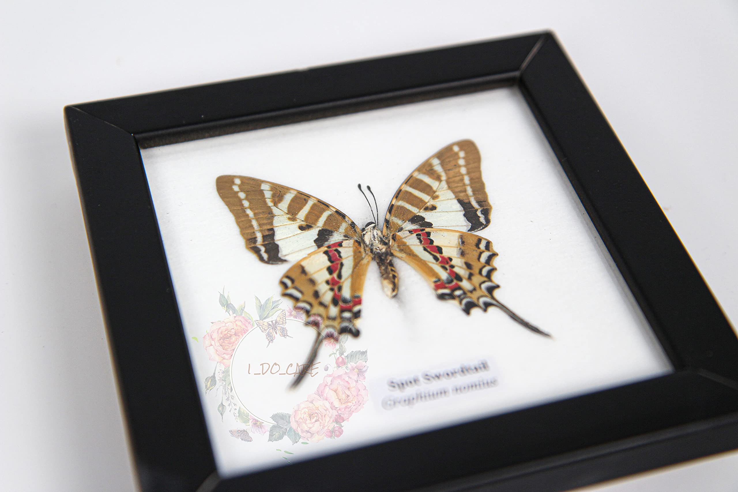 Uniques Addict Store collection mount storage figure figurine hanging Butterfly beetle Specimen Framed dissection insect preserved Insects Taxidermy Wood Frames. 6