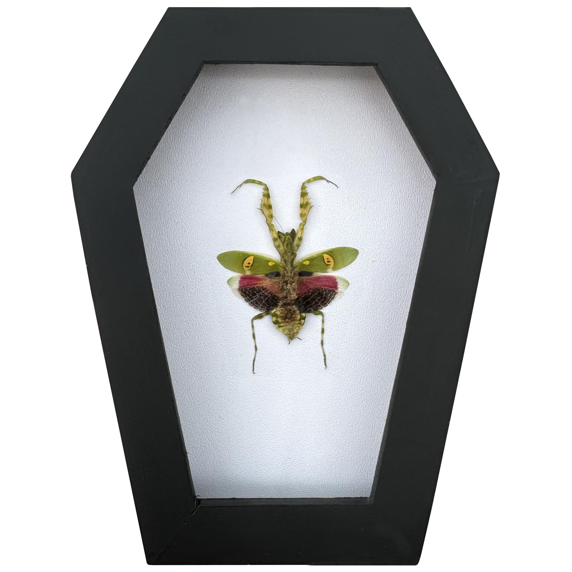 VINADECOR Gothic Green Mantis Beetle in Coffin Frame Spooky Halloween Taxidermy Specimen Entomology Curiosity Preserved Insect Decor Scientific Oddity CF12-62-TR 1