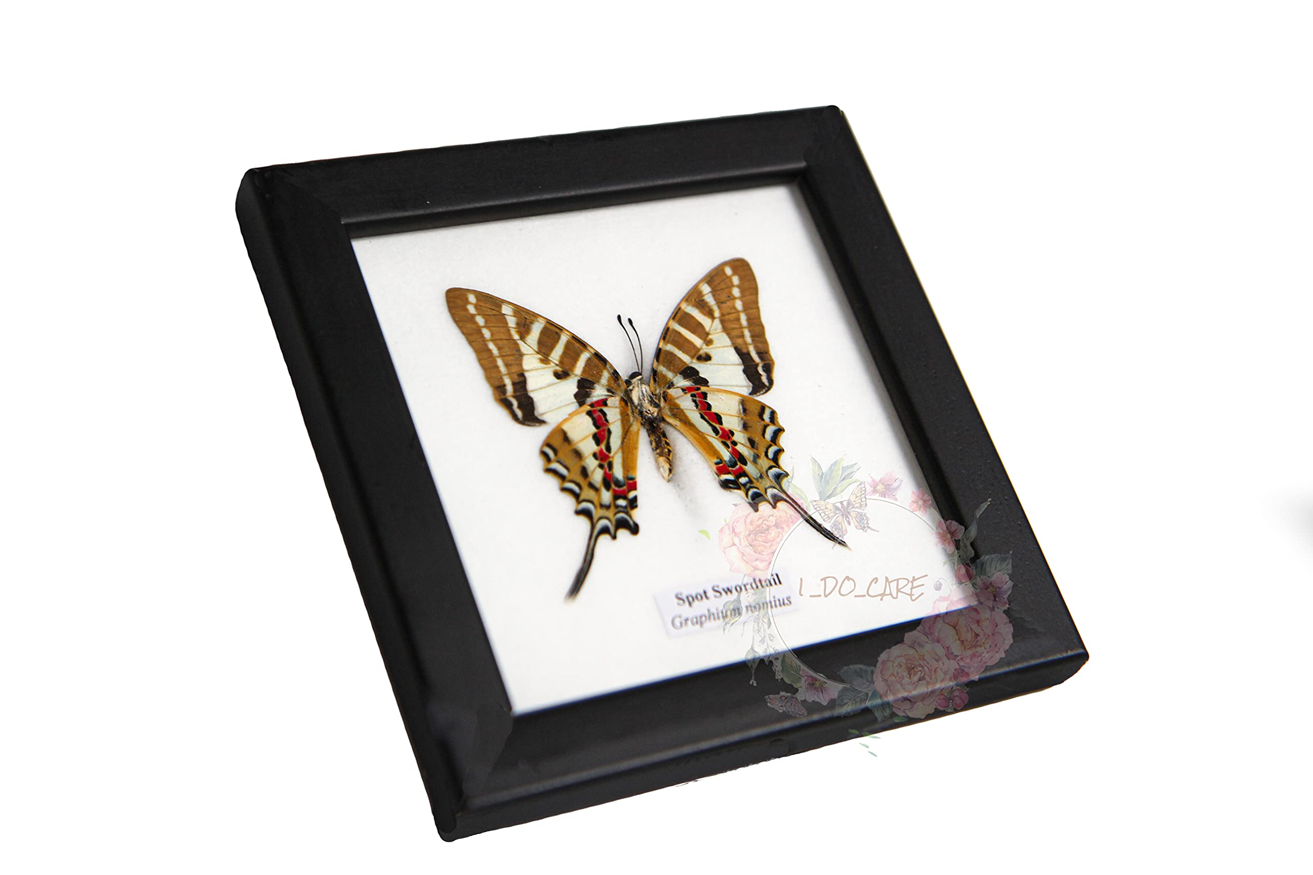 Uniques Addict Store collection mount storage figure figurine hanging Butterfly beetle Specimen Framed dissection insect preserved Insects Taxidermy Wood Frames. 5