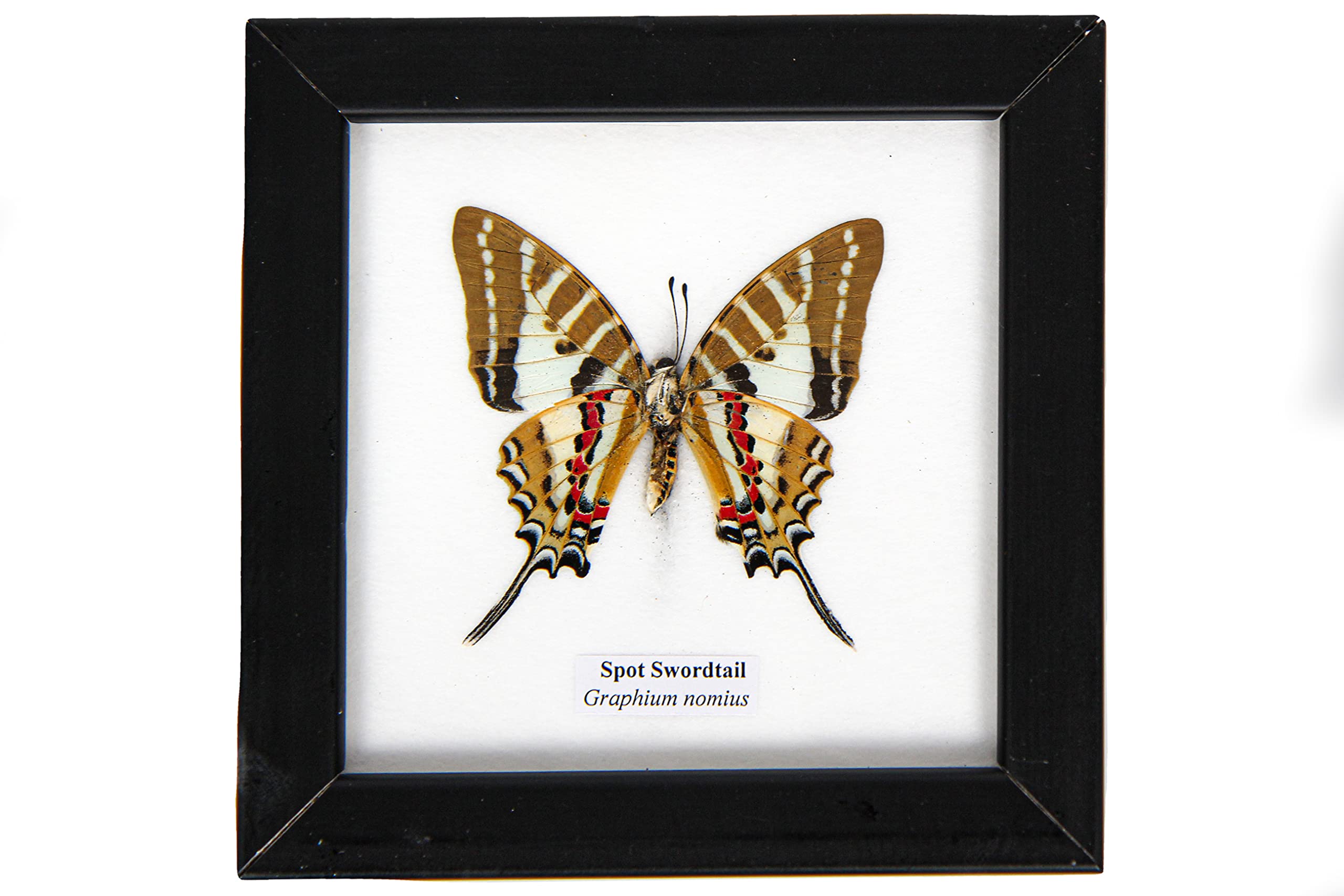 Uniques Addict Store collection mount storage figure figurine hanging Butterfly beetle Specimen Framed dissection insect preserved Insects Taxidermy Wood Frames. 1