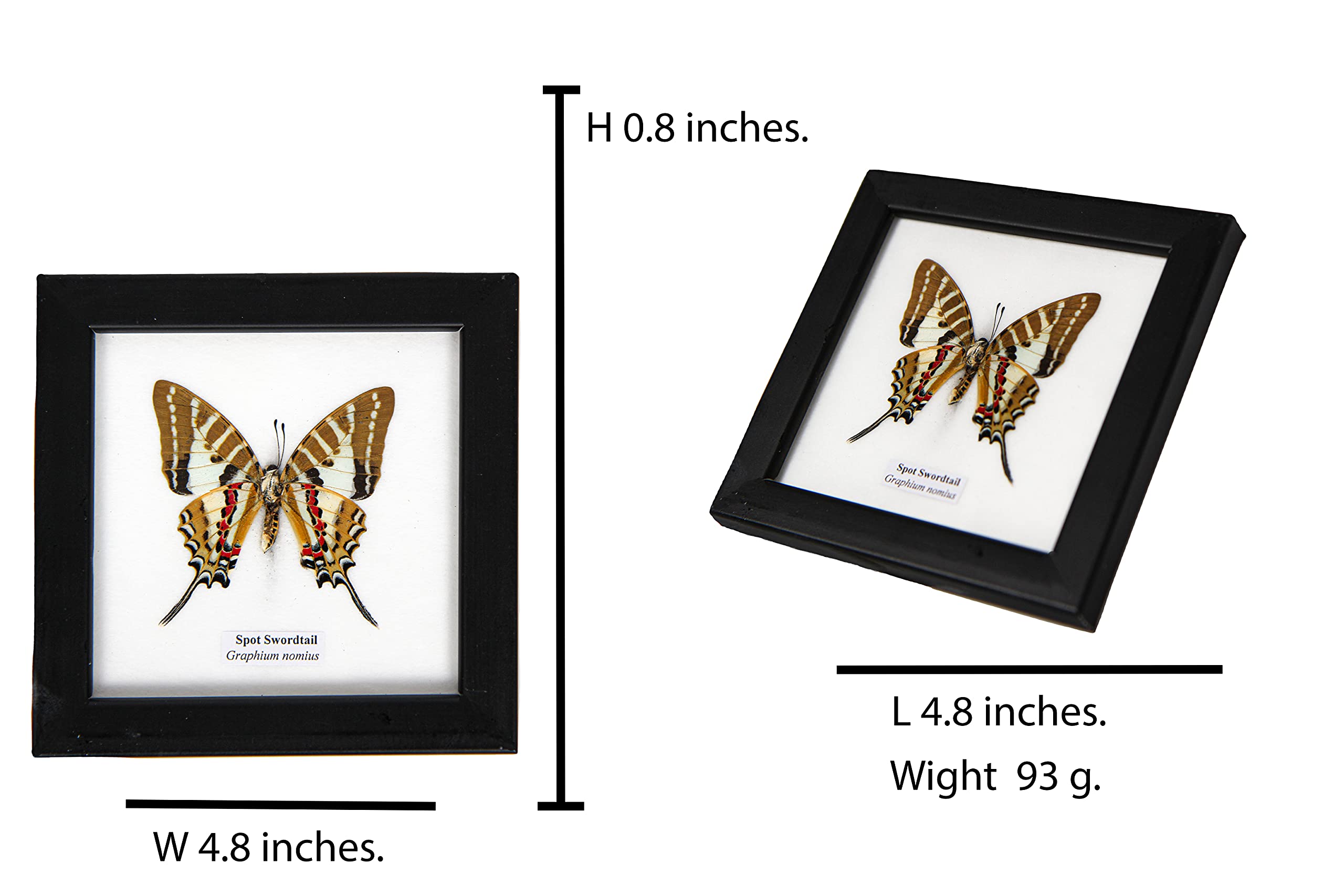 Uniques Addict Store collection mount storage figure figurine hanging Butterfly beetle Specimen Framed dissection insect preserved Insects Taxidermy Wood Frames. 3