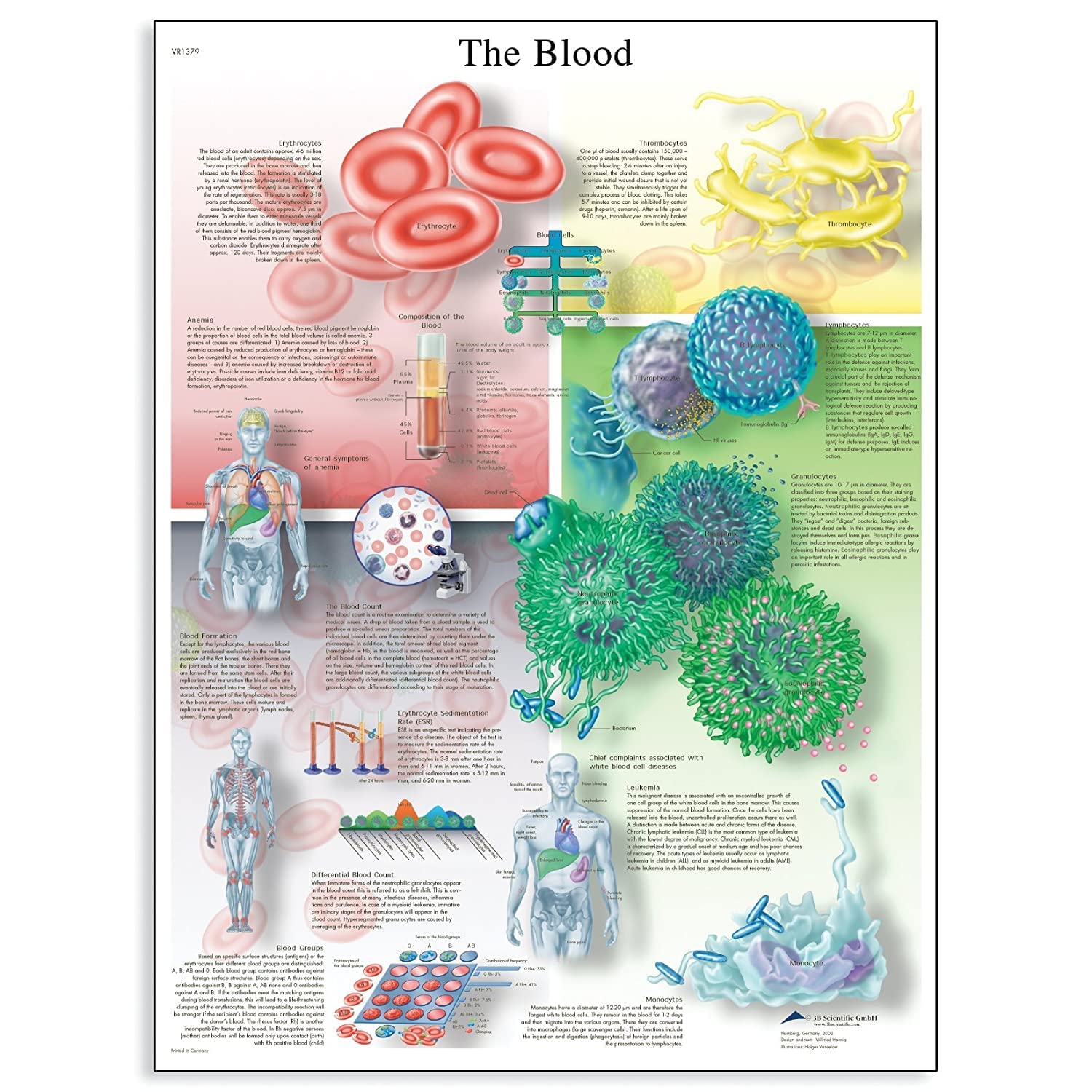3B Scientific VR1379UU Glossy Paper The Blood Anatomical Chart, Poster Size 20" Width x 26" Height 1