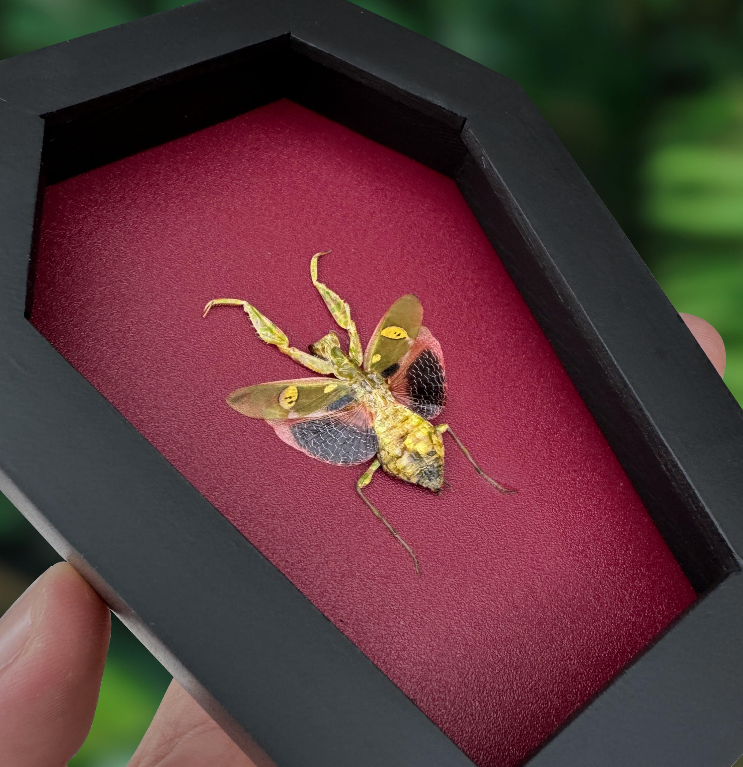 VINADECOR Gothic Green Mantis Beetle in Coffin Frame Spooky Halloween Taxidermy Specimen Entomology Curiosity Preserved Insect Decor Scientific Oddity CF12-62-DO 4