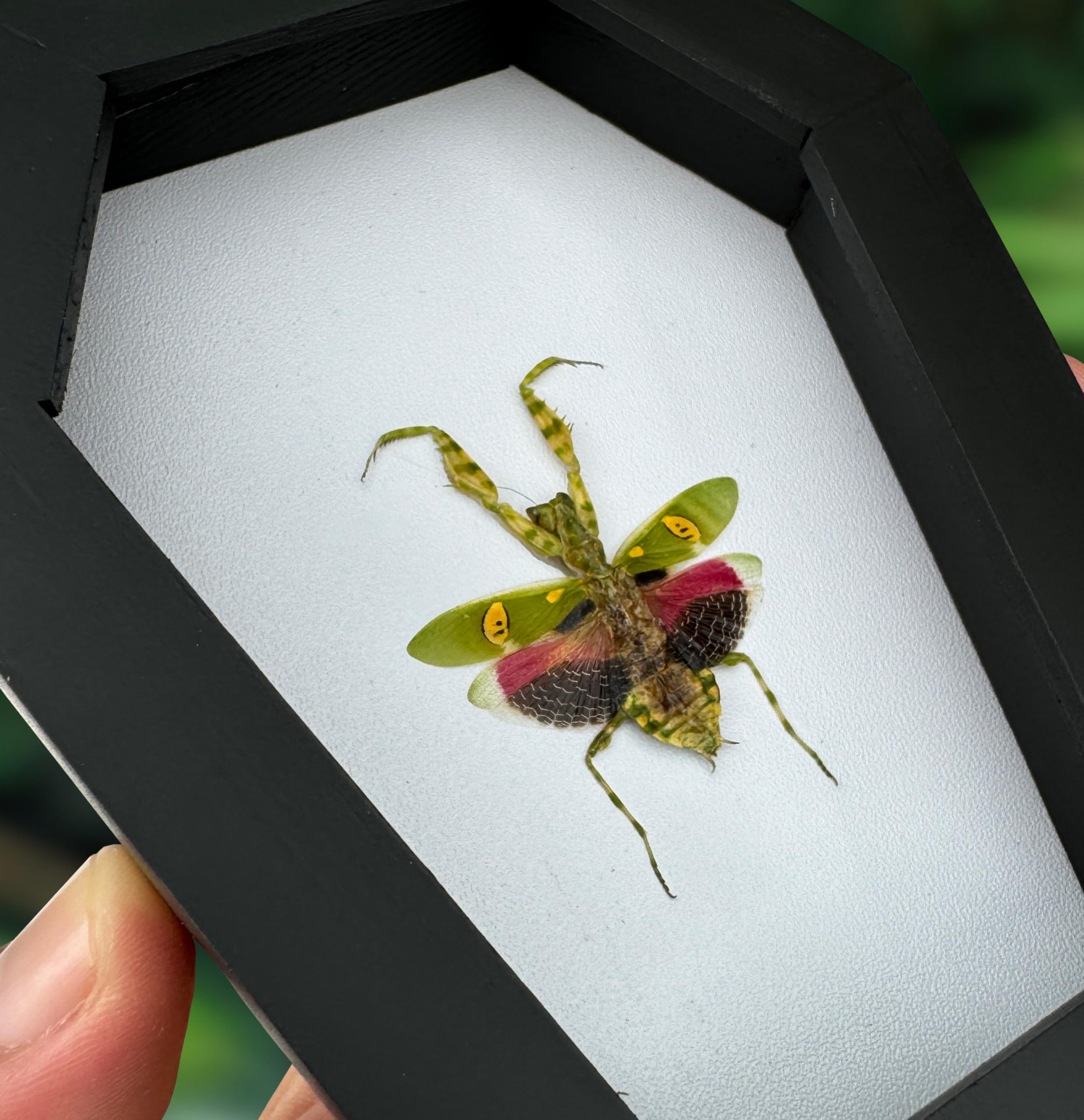 VINADECOR Gothic Green Mantis Beetle in Coffin Frame Spooky Halloween Taxidermy Specimen Entomology Curiosity Preserved Insect Decor Scientific Oddity CF12-62-TR 4