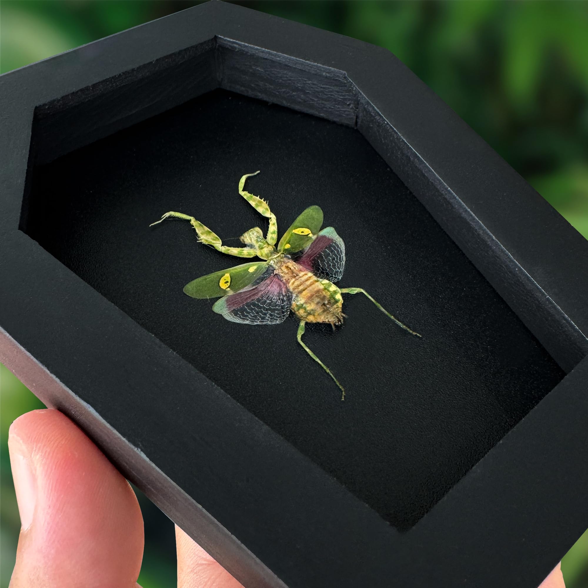 VINADECOR Gothic Green Mantis Beetle in Coffin Frame Spooky Halloween Taxidermy Specimen Entomology Curiosity Preserved Insect Decor Scientific Oddity CF12-62-DE 4