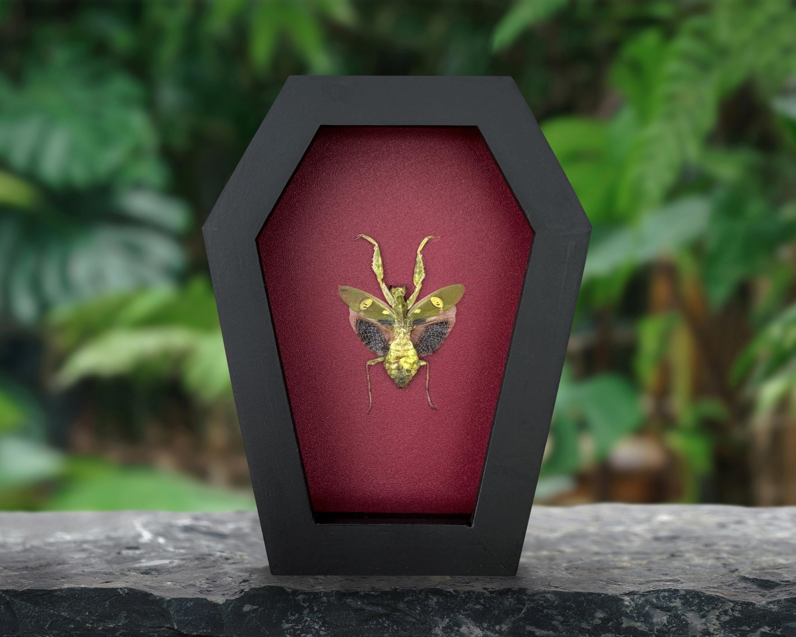 VINADECOR Gothic Green Mantis Beetle in Coffin Frame Spooky Halloween Taxidermy Specimen Entomology Curiosity Preserved Insect Decor Scientific Oddity CF12-62-DO 3