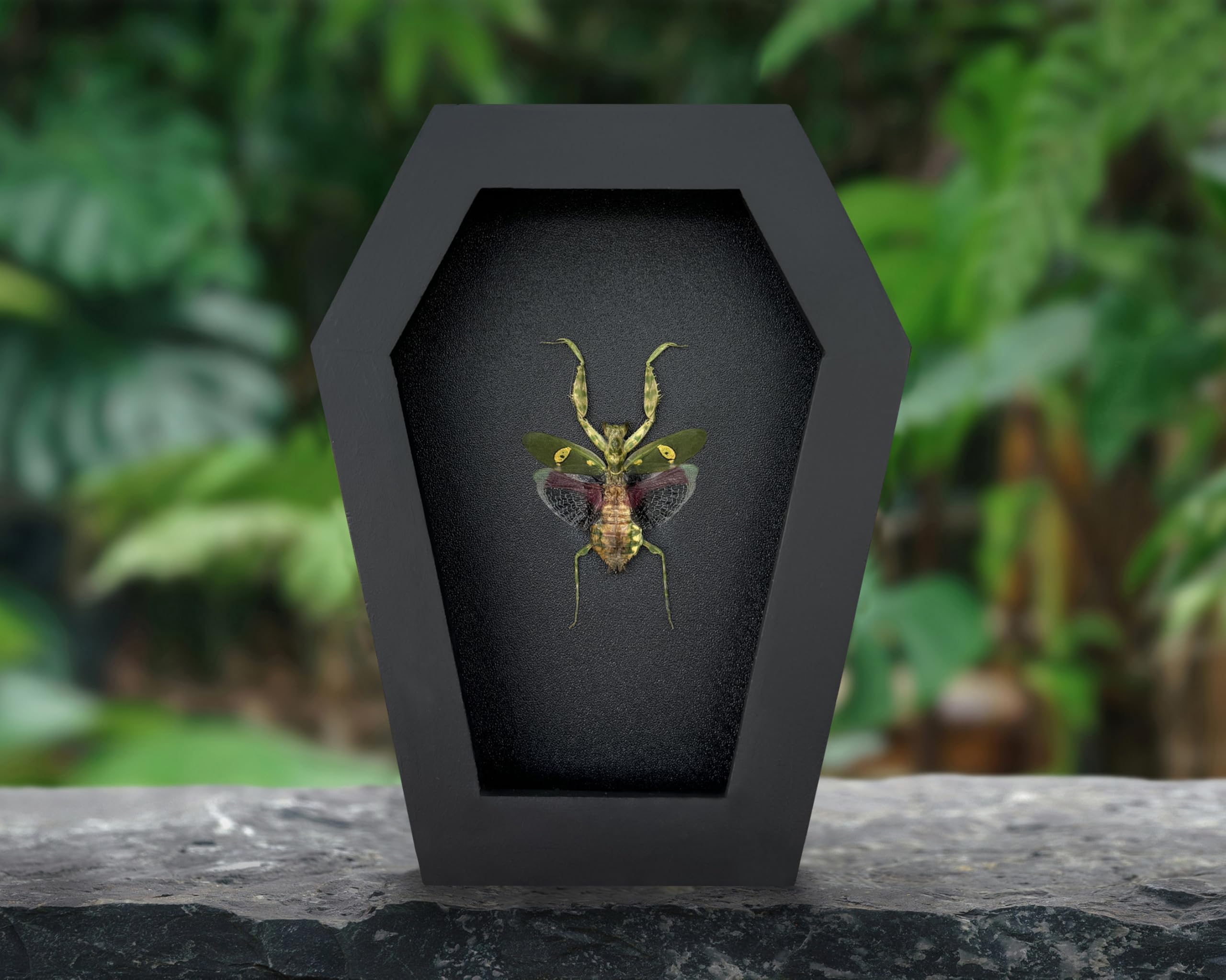 VINADECOR Gothic Green Mantis Beetle in Coffin Frame Spooky Halloween Taxidermy Specimen Entomology Curiosity Preserved Insect Decor Scientific Oddity CF12-62-DE 3