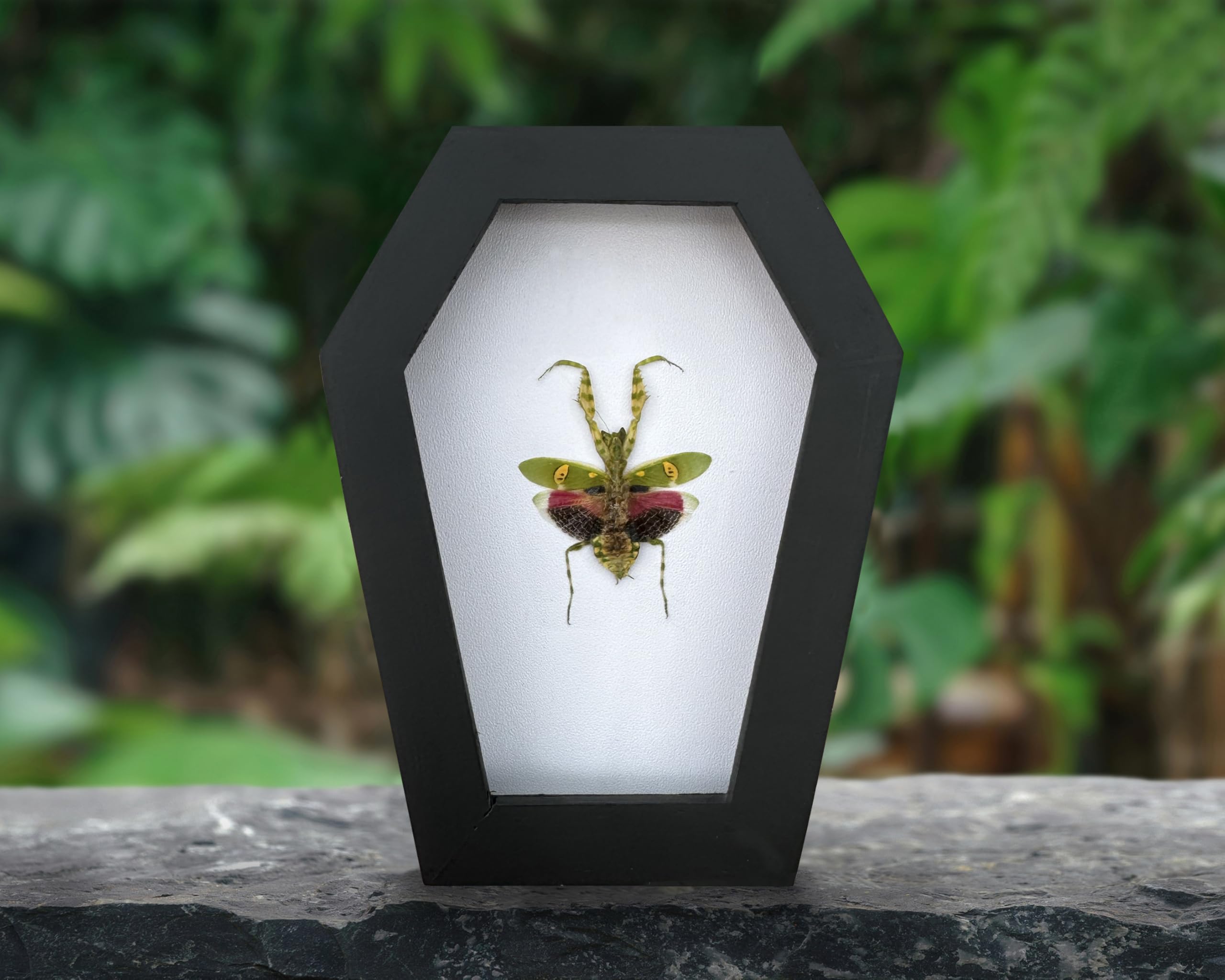 VINADECOR Gothic Green Mantis Beetle in Coffin Frame Spooky Halloween Taxidermy Specimen Entomology Curiosity Preserved Insect Decor Scientific Oddity CF12-62-TR 3