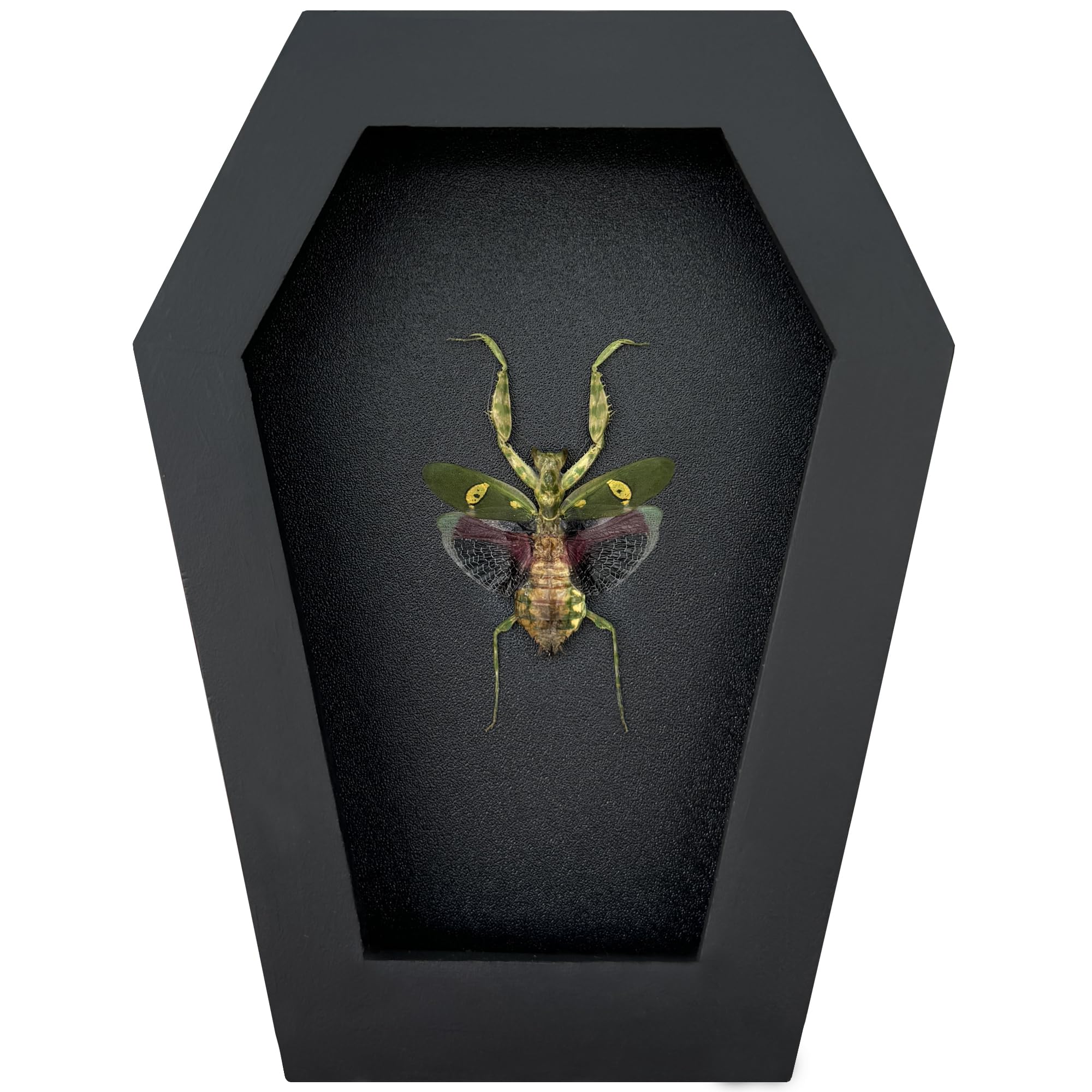 VINADECOR Gothic Green Mantis Beetle in Coffin Frame Spooky Halloween Taxidermy Specimen Entomology Curiosity Preserved Insect Decor Scientific Oddity CF12-62-DE 1