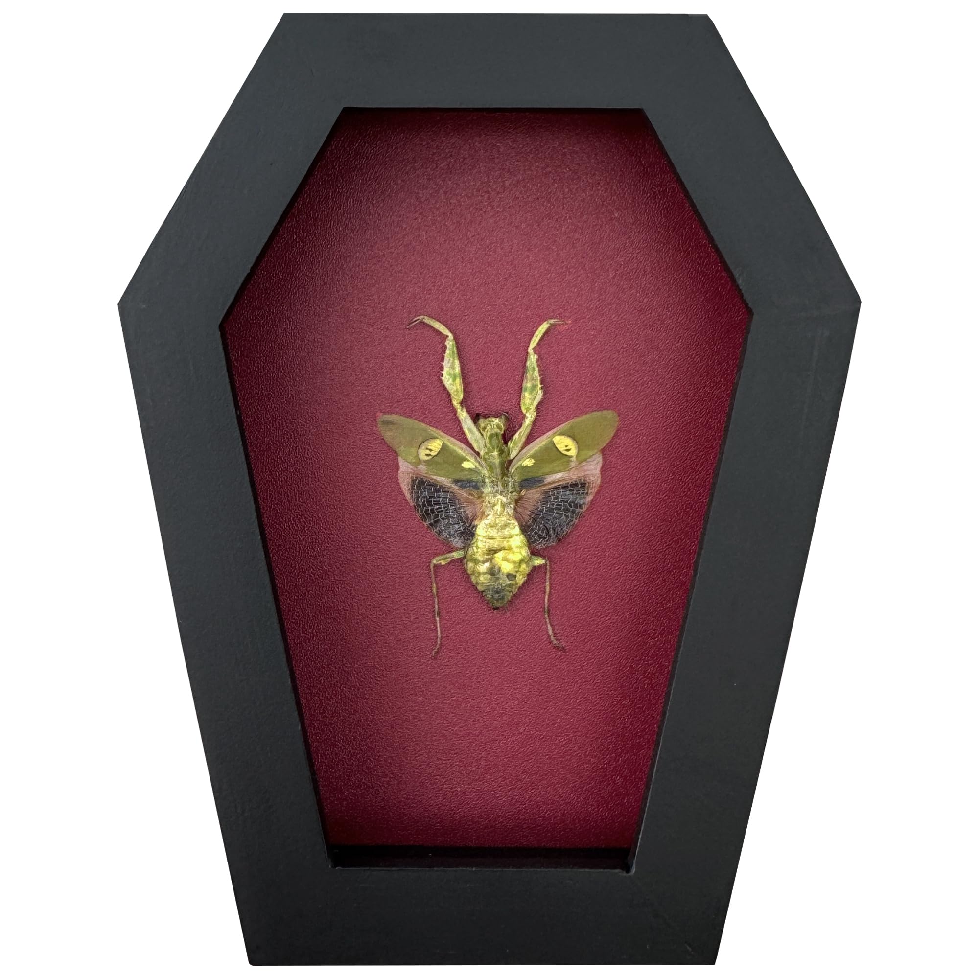 VINADECOR Gothic Green Mantis Beetle in Coffin Frame Spooky Halloween Taxidermy Specimen Entomology Curiosity Preserved Insect Decor Scientific Oddity CF12-62-DO 1